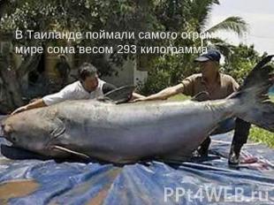 В Таиланде поймали самого огромного в мире сома весом 293 килограмма