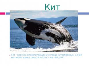Кит Кит - морское млекопитающее из отряда китообразных. Синий кит имеет длину те