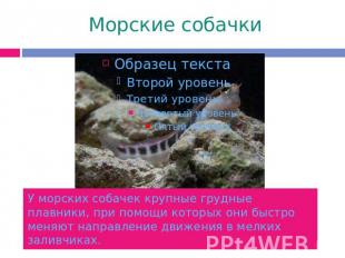 Морские собачкиУ морских собачек крупные грудные плавники, при помощи которых он