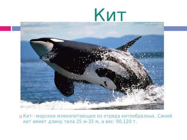 Кит Кит - морское млекопитающее из отряда китообразных. Синий кит имеет длину тела 25 м-33 м, а вес- 90,120 т.