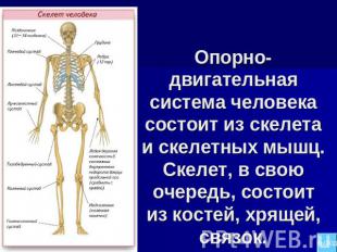 Опорно-двигательная система человека состоит из скелета и скелетных мышц. Скелет
