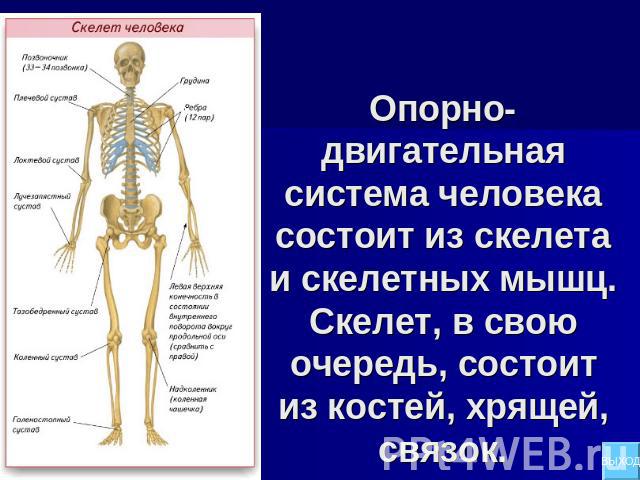 Опорно-двигательная система человека состоит из скелета и скелетных мышц. Скелет, в свою очередь, состоит из костей, хрящей, связок.