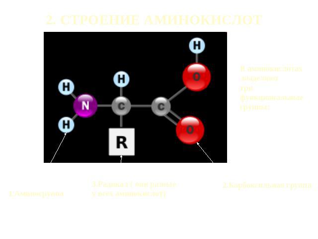2. СТРОЕНИЕ АМИНОКИСЛОТ 1.Аминогруппа 3.Радикал ( они разные у всех аминокислот) 2.Карбоксильная группа В аминокислотах выделяют три функциональные группы: