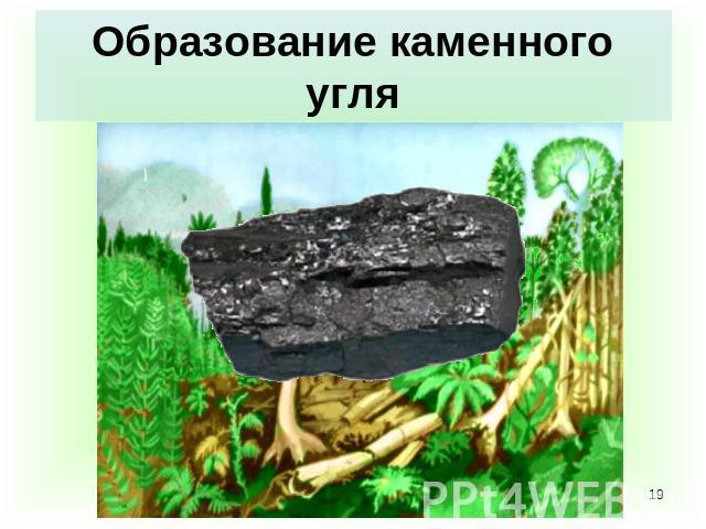 Образование каменного угля