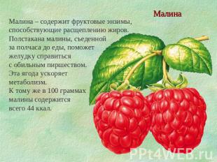 Малина Малина – содержит фруктовые энзимы, способствующие расщеплению жиров. Пол