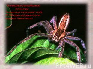 Хелицеровые (паукообразные) (Chelicerata)Хелицеровые насчитывают около 40 000 ви