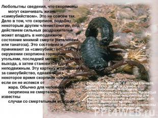 Любопытны сведения, что скорпионы могут оканчивать жизнь «самоубийством». Это не