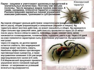 Южнорусский тарантул Пауки - хищники и уничтожают насекомых-вредителей в значите
