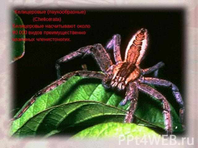 Хелицеровые (паукообразные) (Chelicerata)Хелицеровые насчитывают около 40 000 видов преимущественно наземных членистоногих.