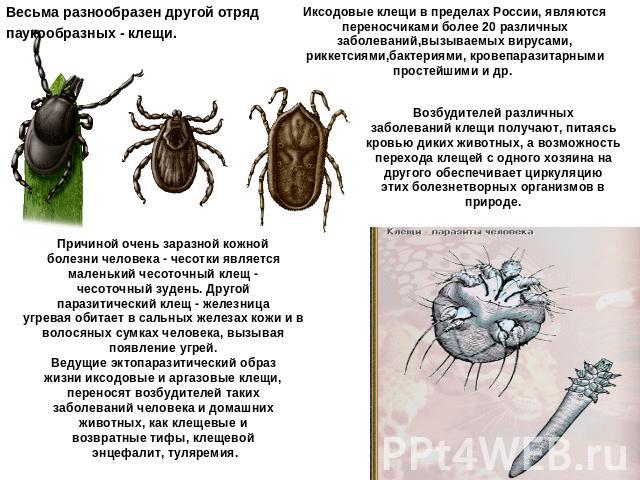 Весьма разнообразен другой отряд паукообразных - клещи. Иксодовые клещи в пределах России, являются переносчиками более 20 различных заболеваний,вызываемых вирусами, риккетсиями,бактериями, кровепаразитарными простейшими и др. Возбудителей различных…