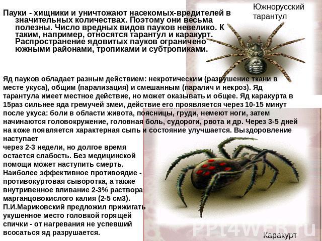 Южнорусский тарантул Пауки - хищники и уничтожают насекомых-вредителей в значительных количествах. Поэтому они весьма полезны. Число вредных видов пауков невелико. К таким, например, относятся тарантул и каракурт. Распространение ядовитых пауков огр…