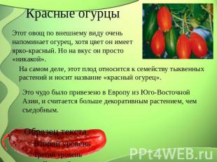 Красные огурцы Этот овощ по внешнему виду очень напоминает огурец, хотя цвет он