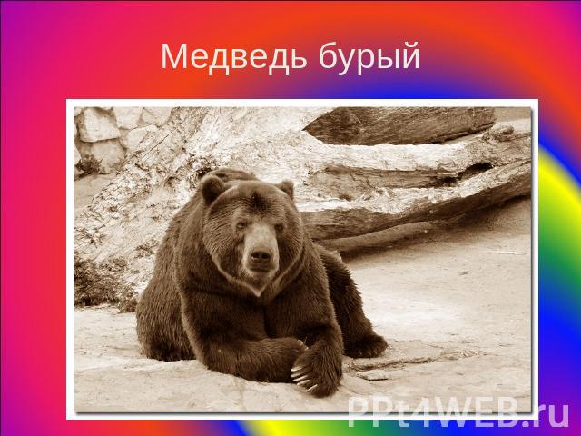 Медведь бурый