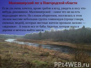 Маловишерский лес в Новгородской области Если уж очень хочется, кроме грибов и я