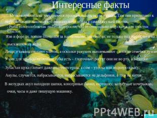 Интересные факты Мелкие прилипалы умудряются проскальзывать акуле в пасть, Там о