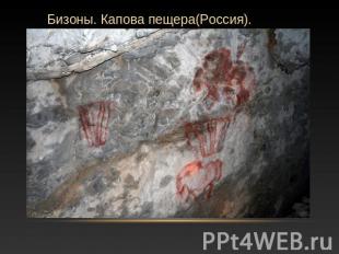 Бизоны. Капова пещера(Россия).