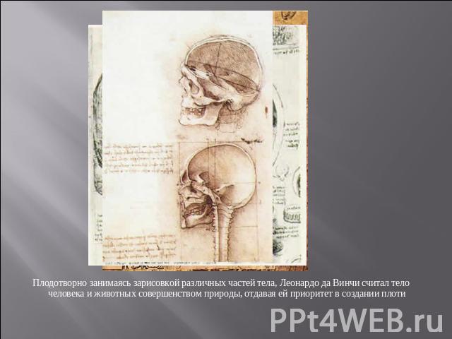 Плодотворно занимаясь зарисовкой различных частей тела, Леонардо да Винчи считал тело человека и животных совершенством природы, отдавая ей приоритет в создании плоти
