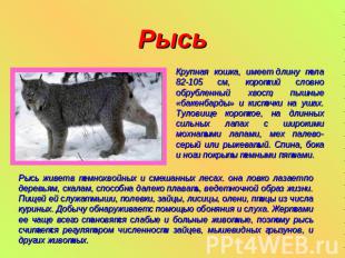 Рысь Крупная кошка, имеет длину тела 82-105 см, короткий словно обрубленный хвос