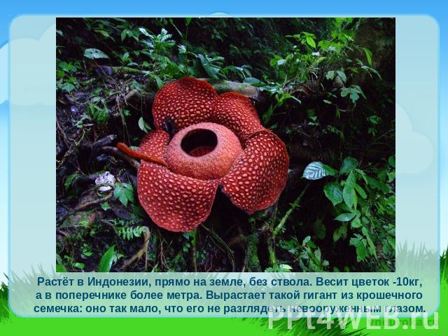 Растёт в Индонезии, прямо на земле, без ствола. Весит цветок -10кг, а в поперечнике более метра. Вырастает такой гигант из крошечного семечка: оно так мало, что его не разглядеть невооруженным глазом.