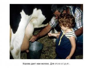 Корова дает нам молоко. Для этого её доят.