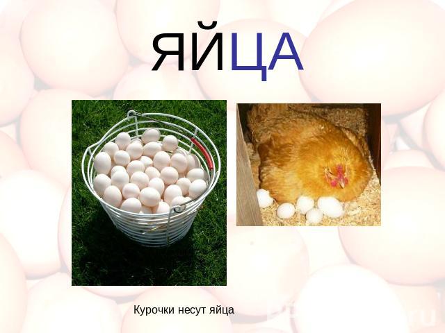 ЯЙЦА Курочки несут яйца