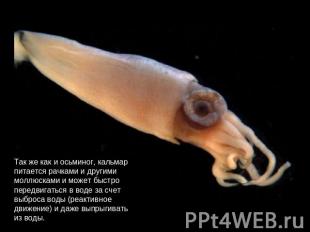 Так же как и осьминог, кальмарпитается рачками и другими моллюсками и может быст