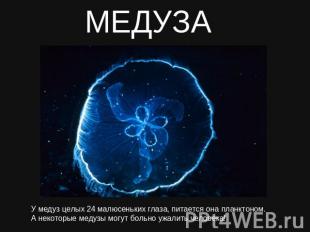 МЕДУЗА У медуз целых 24 малюсеньких глаза, питается она планктоном.А некоторые м