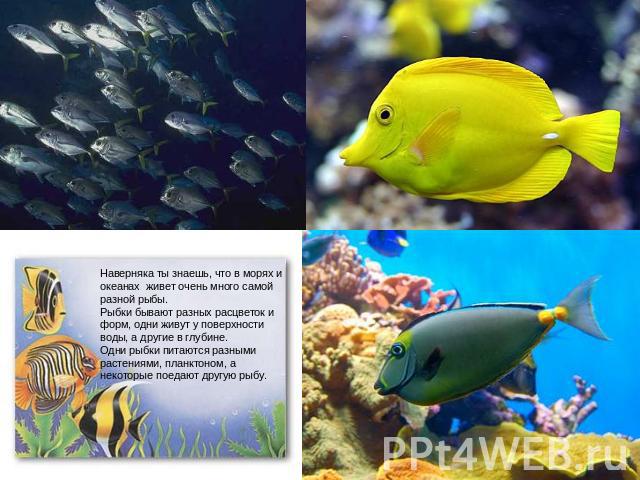 Наверняка ты знаешь, что в морях и океанах живет очень много самой разной рыбы.Рыбки бывают разных расцветок и форм, одни живут у поверхности воды, а другие в глубине. Одни рыбки питаются разными растениями, планктоном, а некоторые поедают другую рыбу.