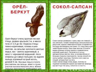 ОРЁЛ-БЕРКУТ Орел-беркут очень крупная лесная птица, размах крыльев 2 м, а масса