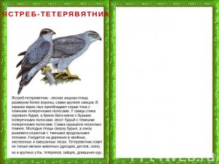 ЯСТРЕБ-ТЕТЕРЯВЯТНИК Ястреб-тетеревятник - лесная хищная птица. размером более во