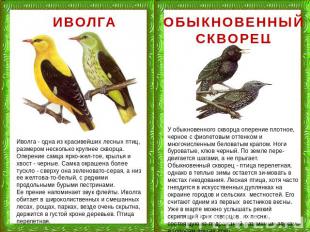 ИВОЛГА Иволга - одна из красивейших лесных птиц, размером несколько крупнее скво