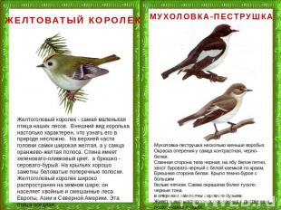 ЖЕЛТОВАТЫЙ КОРОЛЁК Желтоголовый королек - самая маленькая птица наших лесов. Вне