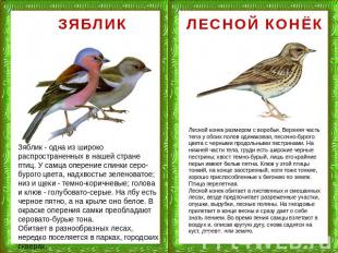 ЗЯБЛИК Зяблик - одна из широко распространенных в нашей стране птиц. У самца опе