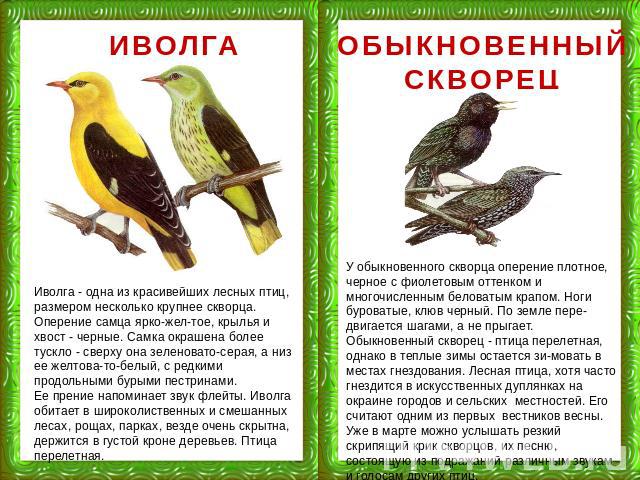 ИВОЛГА Иволга - одна из красивейших лесных птиц, размером несколько крупнее скворца. Оперение самца ярко-жел-тое, крылья и хвост - черные. Самка окрашена более тускло - сверху она зеленовато-серая, а низ ее желтова-то-белый, с редкими продольными бу…