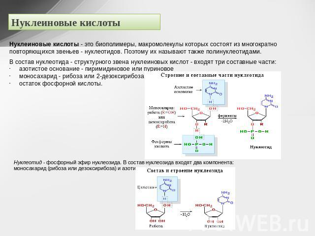 Нуклеиновые кислоты Нуклеиновые кислоты - это биополимеры, макромолекулы которых состоят из многократно повторяющихся звеньев - нуклеотидов. Поэтому их называют также полинуклеотидами. В состав нуклеотида - структурного звена нуклеиновых кислот - вх…