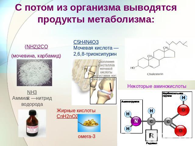 С потом из организма выводятся продукты метаболизма: (NH2)2CO(мочевина, карбамид) C5H4N4O3Мочевая кислота — 2,6,8-триоксипурин NH3Аммиак —нитрид водорода Жирные кислоты CnH2nO2 Некоторые аминокислоты