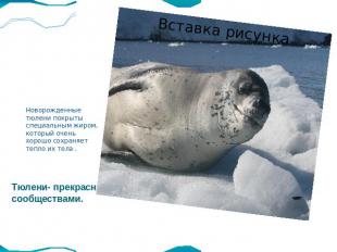 Новорожденные тюлени покрыты специальным жиром, который очень хорошо сохраняет т