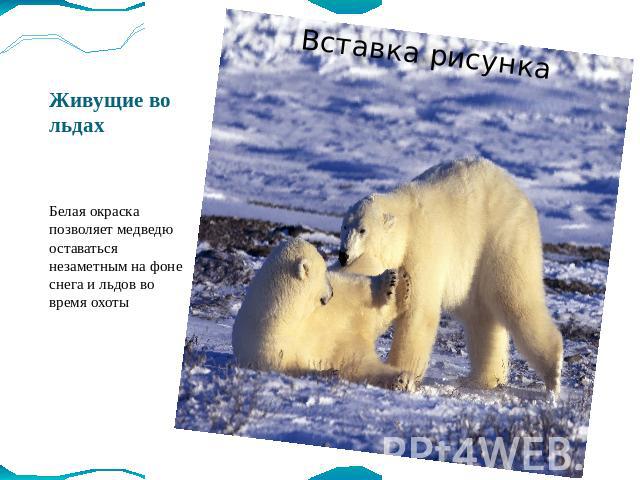 Живущие во льдах Белая окраска позволяет медведю оставаться незаметным на фоне снега и льдов во время охоты