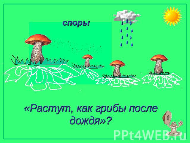 споры «Растут, как грибы после дождя»?