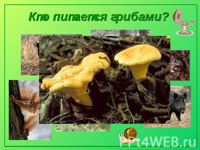 Кто питается грибами?