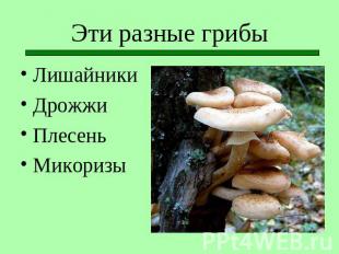 Эти разные грибы ЛишайникиДрожжиПлесеньМикоризы