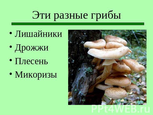 Эти разные грибы ЛишайникиДрожжиПлесеньМикоризы
