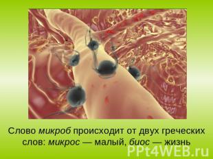 Слово микроб происходит от двух греческих слов: микрос — малый, биос — жизнь