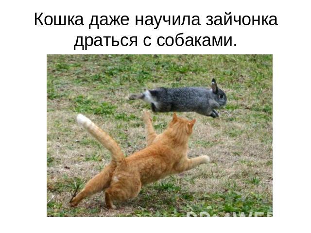 Кошка даже научила зайчонка драться с собаками.