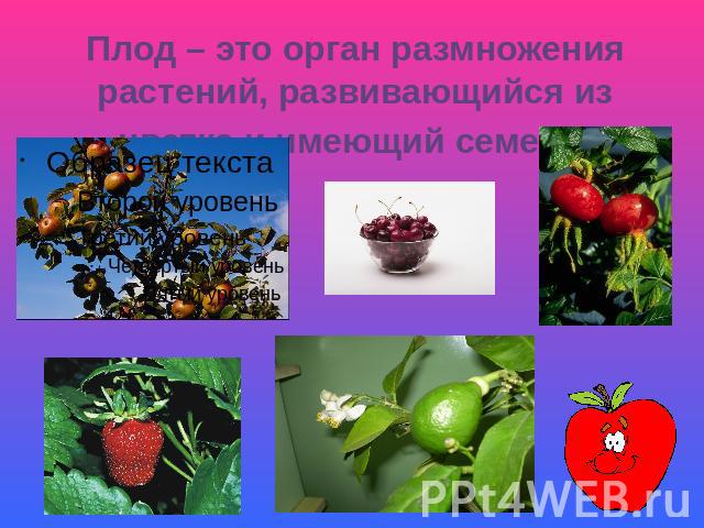 Плод – это орган размножения растений, развивающийся из цветка и имеющий семена.