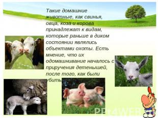 Такие домашние животные, как свинья, овца, коза и корова принадлежат к видам, ко