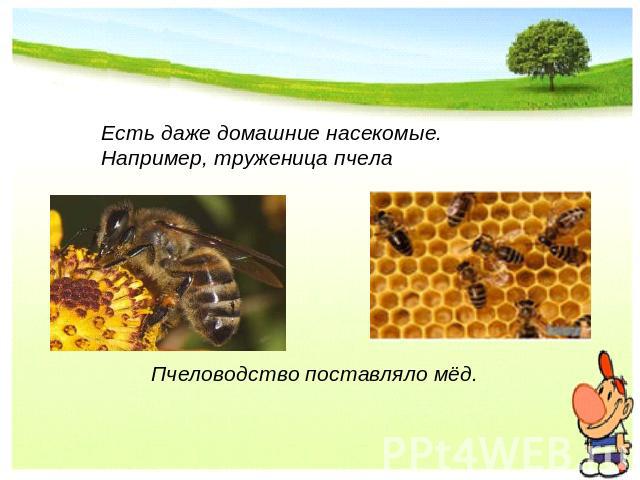 Есть даже домашние насекомые. Например, труженица пчела Пчеловодство поставляло мёд.