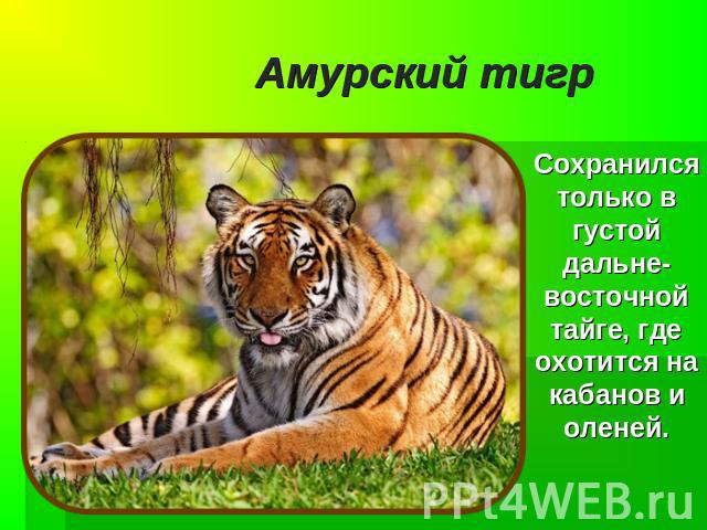 Амурский тигр Сохранился только в густой дальне-восточной тайге, где охотится на кабанов и оленей.