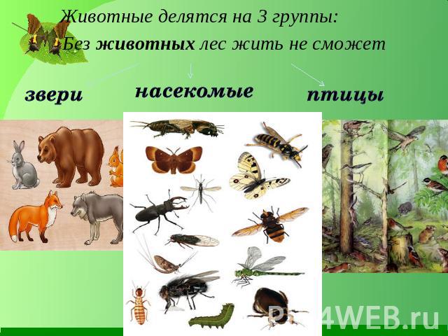 звери Животные делятся на 3 группы:насекомые птицы