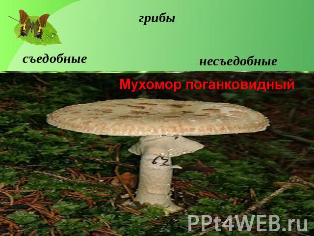 грибы съедобные несъедобные Мухомор поганковидный